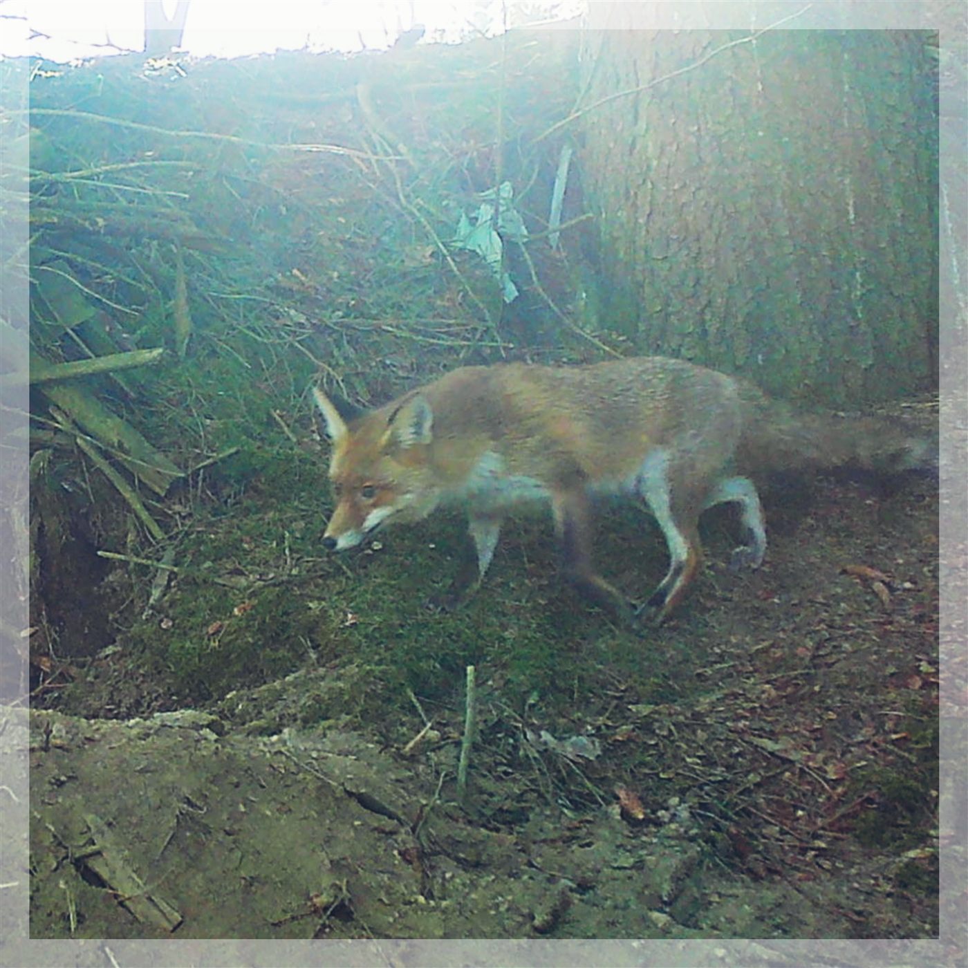 Rotfuchs im Revier