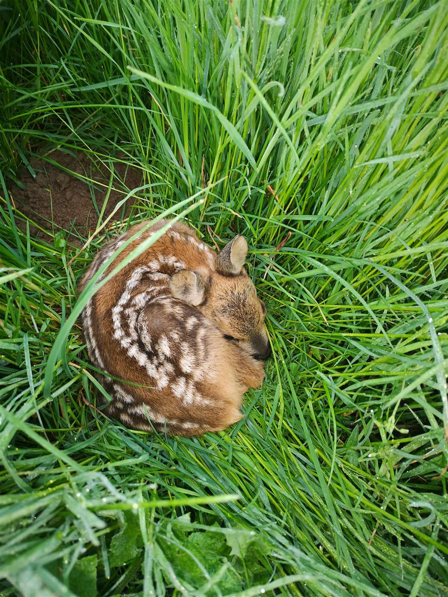 Rehkitz im Gras