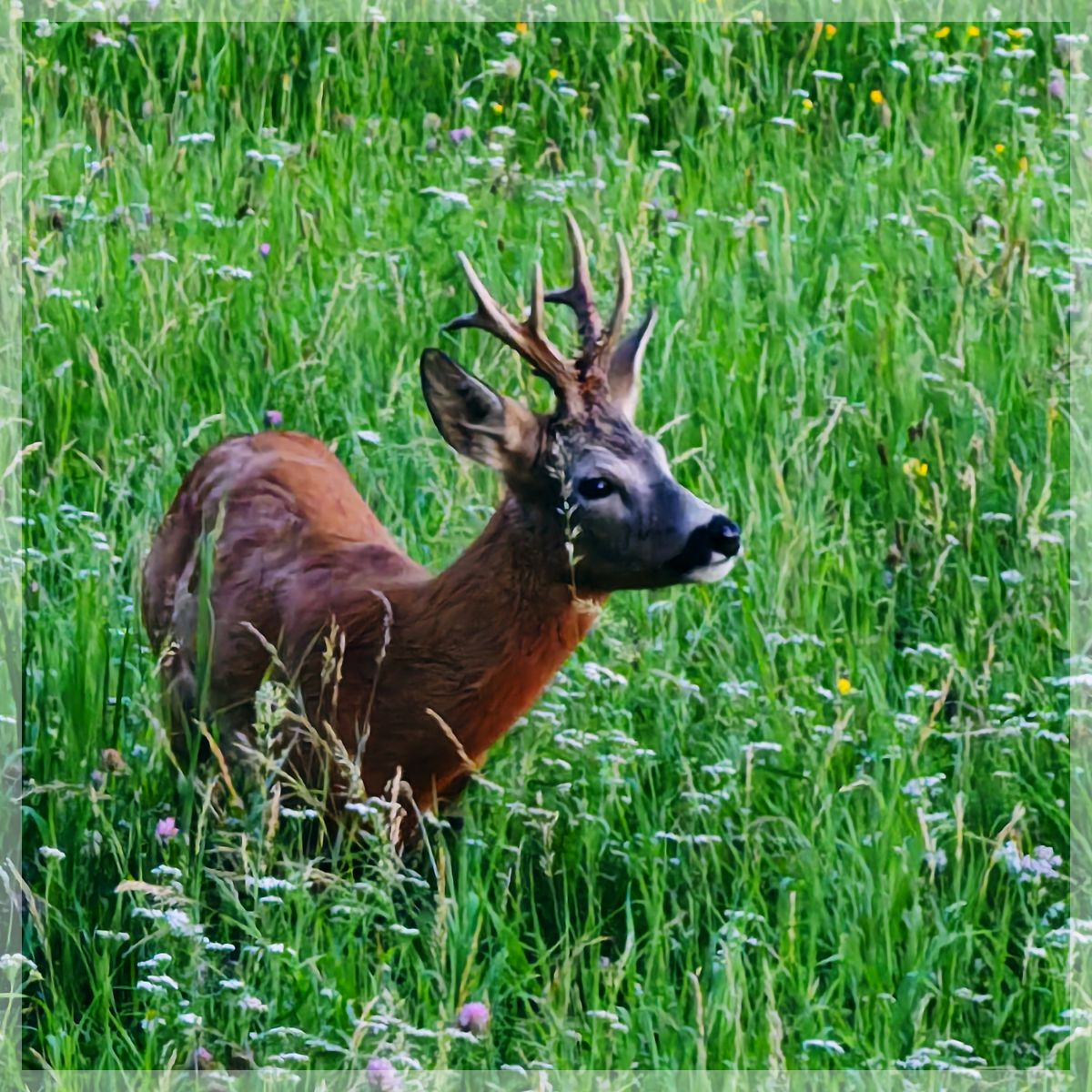 Rehbock im Waldburger Revier