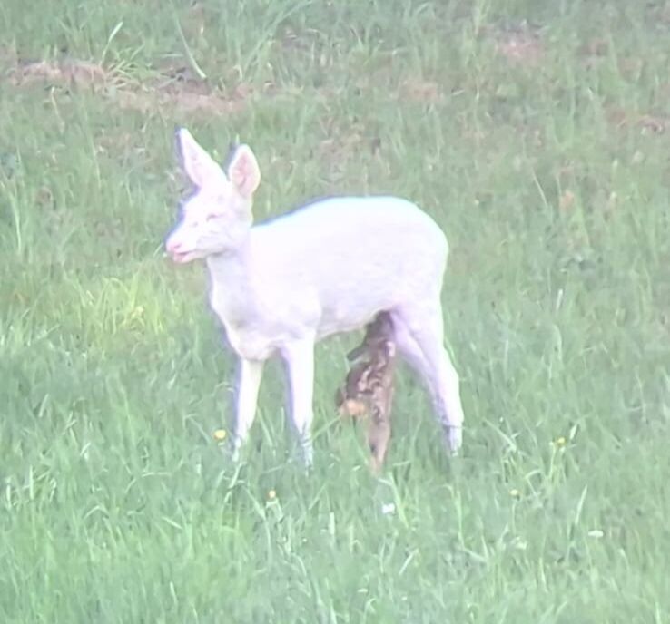 Gerettetes Kitz in sicheren Händen